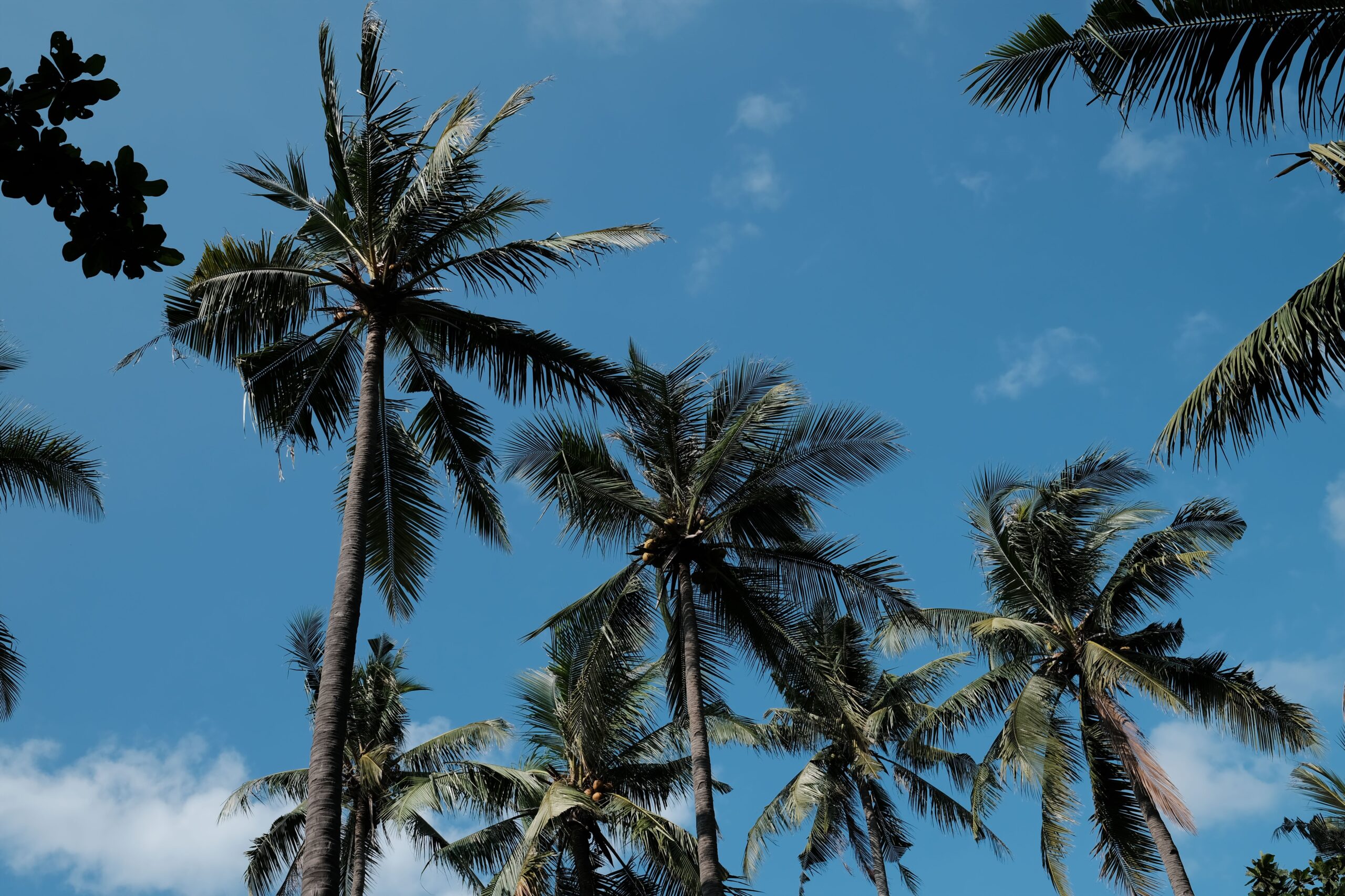 Palm trees viewed from below against a bright blue sky.